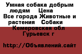 Умная собака добрым людям. › Цена ­ 100 - Все города Животные и растения » Собаки   . Кемеровская обл.,Гурьевск г.